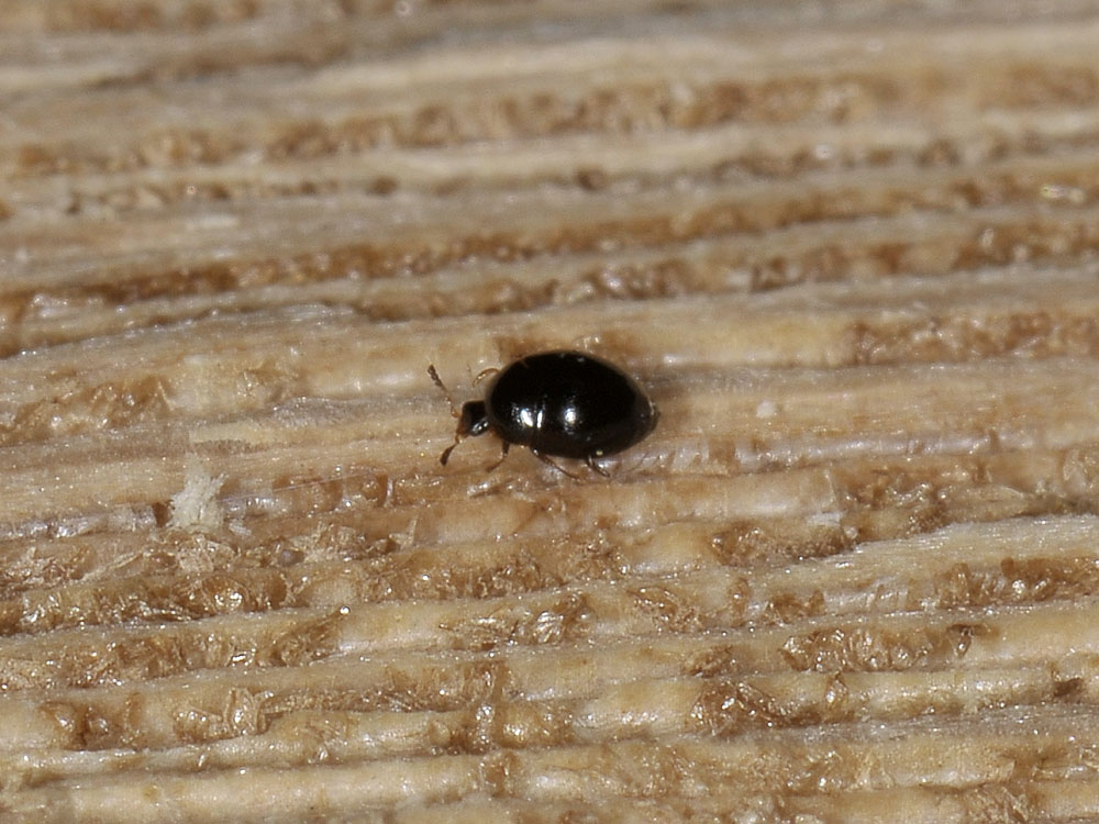 Orthoperus? (Corylophidae)